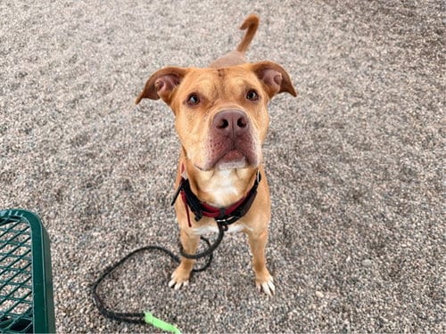 Photo of Dodger, adoptable American Pit Bull Terrier in Mesa, Arizona