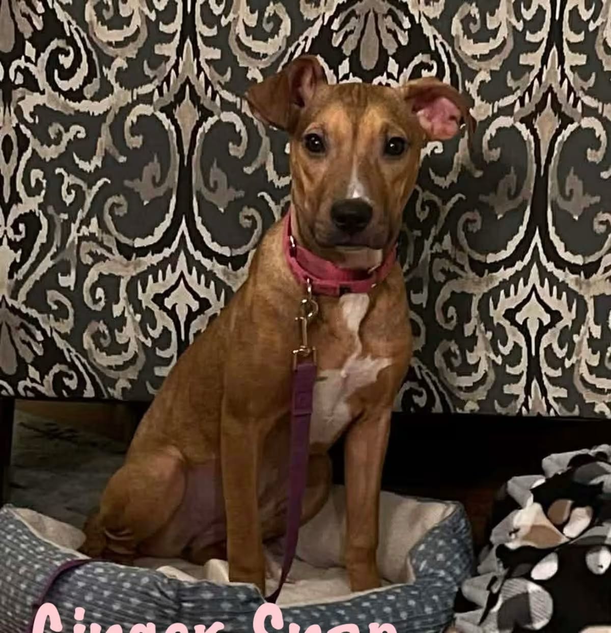 Photo of Ginger Snap, adoptable Terrier (Unknown Type, Medium) in Elburn, Illinois