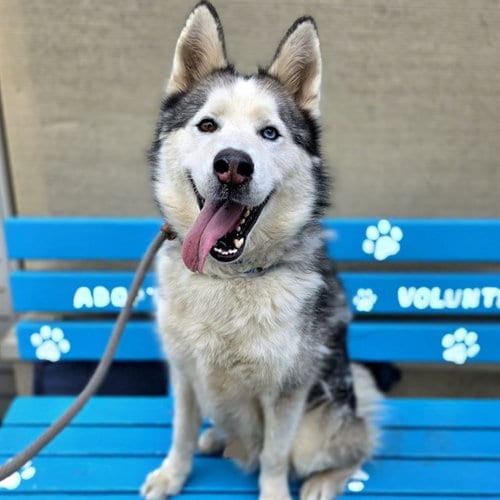 Photo of Gordi, adoptable Siberian Husky in Long Beach, California