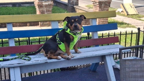 Photo of Gorda, adoptable American Pit Bull Terrier in Baltimore, Maryland