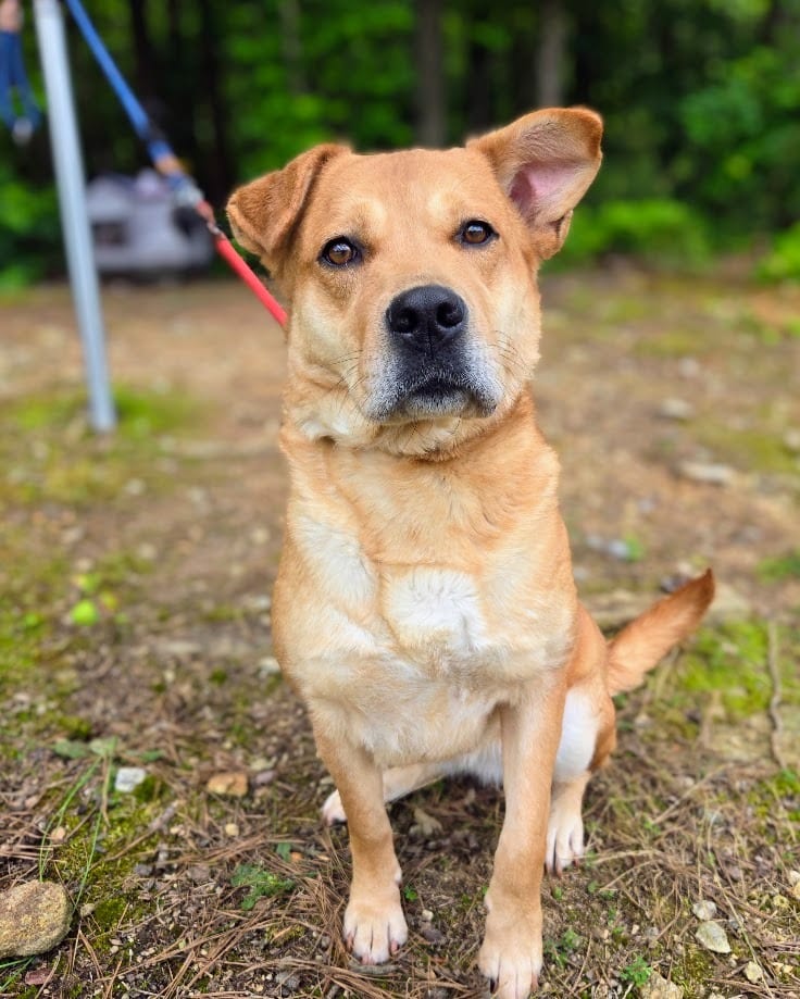 Photo of Pillsbury, adoptable Mixed Breed in Douglasville, Georgia