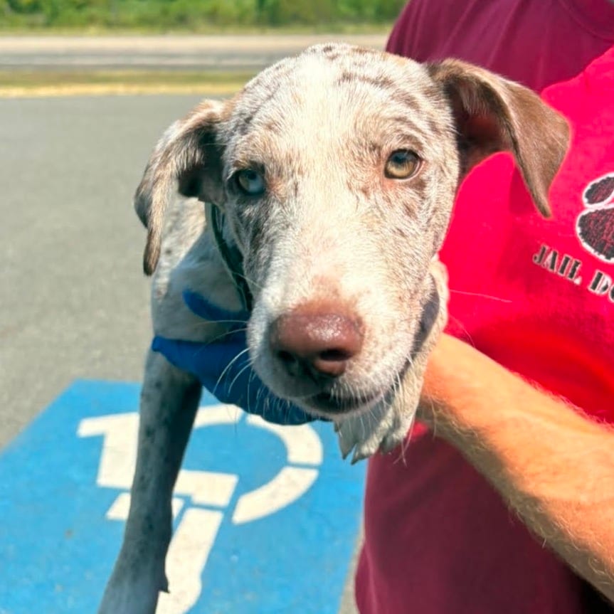 Photo of Cookie, adoptable Retriever, Labrador / Mix in Marshall, Texas