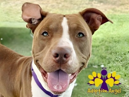 Photo of Buffalo Bill, adoptable dog in Georgetown, Texas