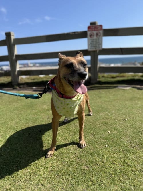 Photo of Toni, adoptable German Shepherd Dog in Los Angeles, California