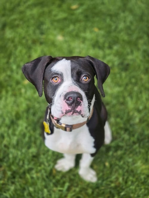 Photo of Memes, adoptable American Pit Bull Terrier in Sandy, Utah