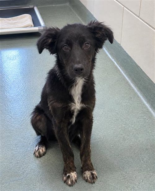 Photo of September, adoptable German Shepherd Dog in Baytown, Texas