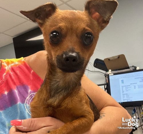 Photo of Kramer, adoptable Chihuahua in Washington, District of Columbia