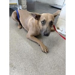 Photo of Hibiscus, adoptable American Pit Bull Terrier in San Bernardino, California