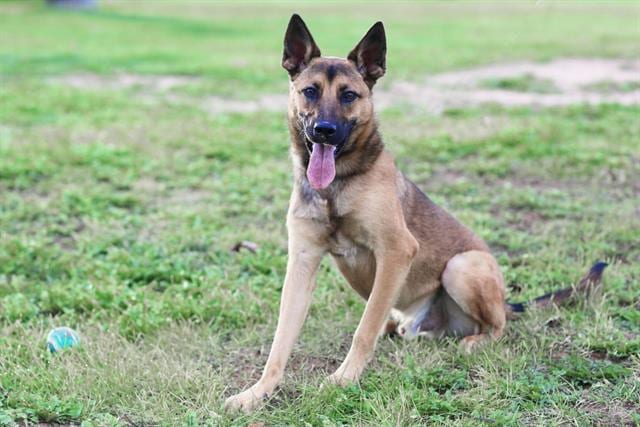 Photo of Ollie, adoptable German Shepherd Dog mix in Albuquerque, New Mexico