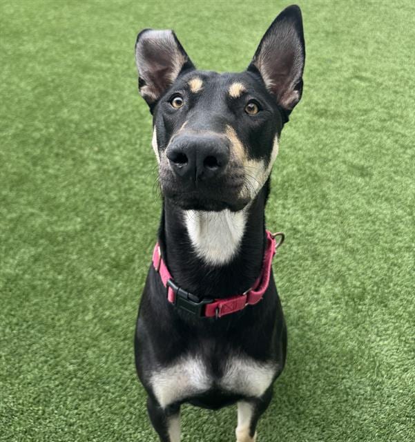 Photo of Skipper, adoptable dog in Palmetto, Florida