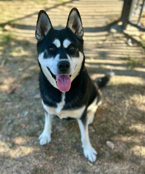 Photo of Daisy, adoptable Siberian Husky in Riverside, California