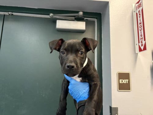 Photo of Rhaenyra, adoptable Pit Bull Terrier in Thousand Palms, California
