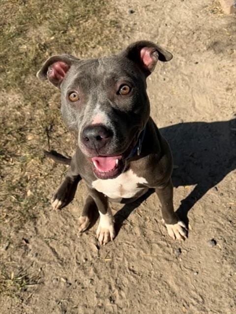 Photo of Ruca, adoptable American Pit Bull Terrier in Conroe, Texas