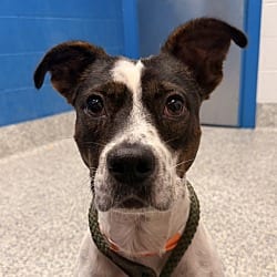 Photo of Dave, adoptable American Staffordshire Terrier in Golden, Colorado