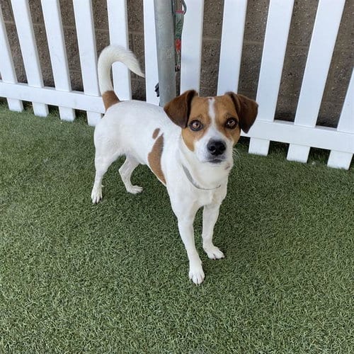 Photo of JJ, adoptable Parson Russell Terrier in Modesto, California