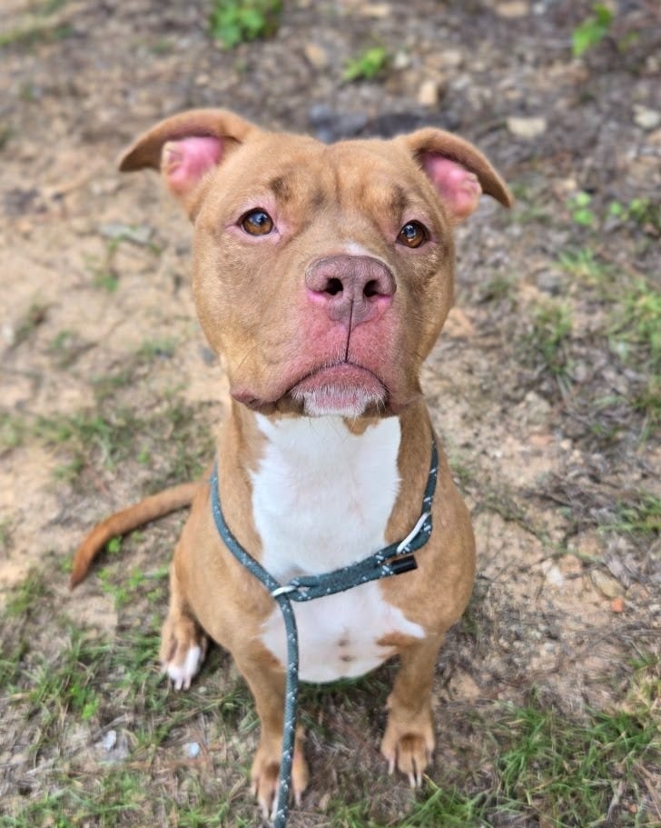 Photo of Taz, adoptable Pit Bull Terrier in Douglasville, Georgia