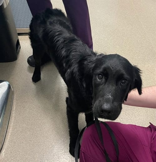 Photo of Ranger, adoptable Labrador Retriever in Holbrook, New York