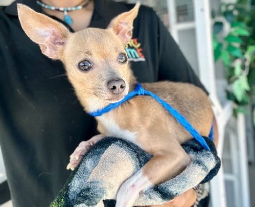 Photo of Chica, adoptable Chihuahua in Temple, Texas