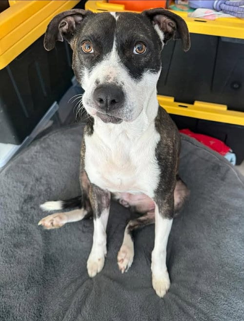 Photo of Harper, adoptable American Pit Bull Terrier in Holly Springs, North Carolina