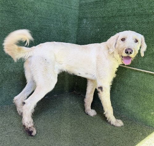 Photo of Casper, adoptable Terrier in Lancaster, California