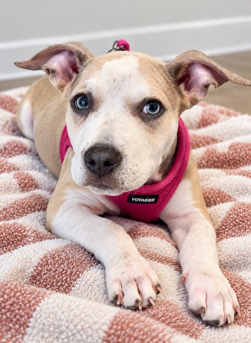 Photo of Dolly, adoptable Boxer in Mooresville, North Carolina