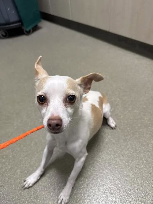 Photo of Luna, adoptable Chihuahua in Las Vegas, Nevada