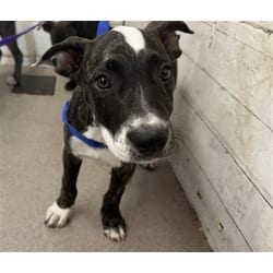 Photo of Cleopatra, adoptable American Pit Bull Terrier in San Bernardino, California