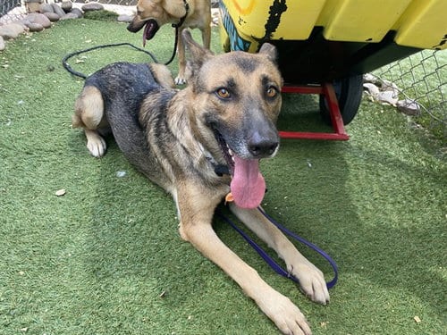 Photo of Mama Bear, adoptable German Shepherd Dog in Phoenix, Arizona