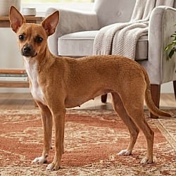 Photo of Scrappy, adoptable Chihuahua in Pittsfield, Illinois