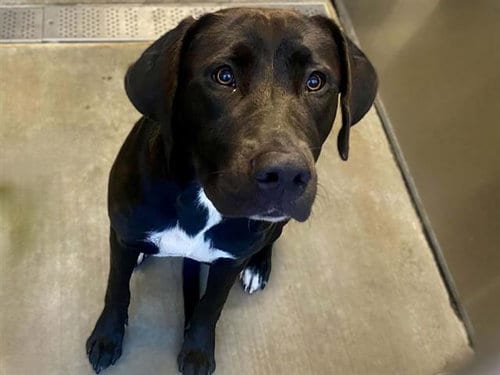 Photo of Lacy, adoptable Labrador Retriever in Orange, California