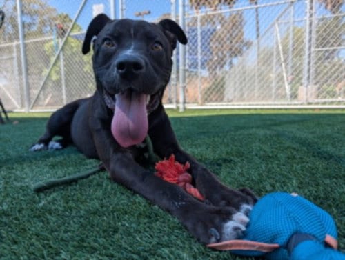 Photo of Poppy, adoptable Labrador Retriever in Los Angeles, California