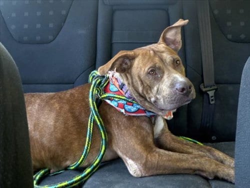 Photo of Thalia, adoptable Pit Bull Terrier in Chapel Hill, North Carolina