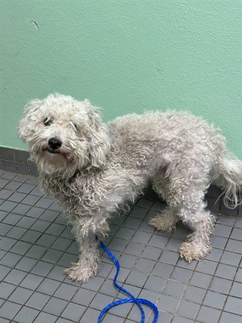 Photo of Casper, adoptable Poodle (Miniature) in Killeen, Texas
