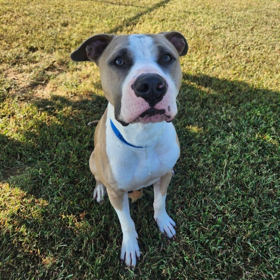 Photo of Nacho, adoptable Mixed Breed (Medium) in Chattanooga, Tennessee