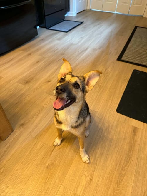 Photo of Sabine, adoptable Shepherd in Greenville, South Carolina