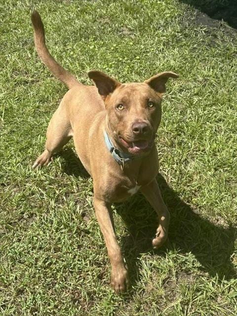 Photo of Archie, adoptable Labrador Retriever in Palmetto, Florida