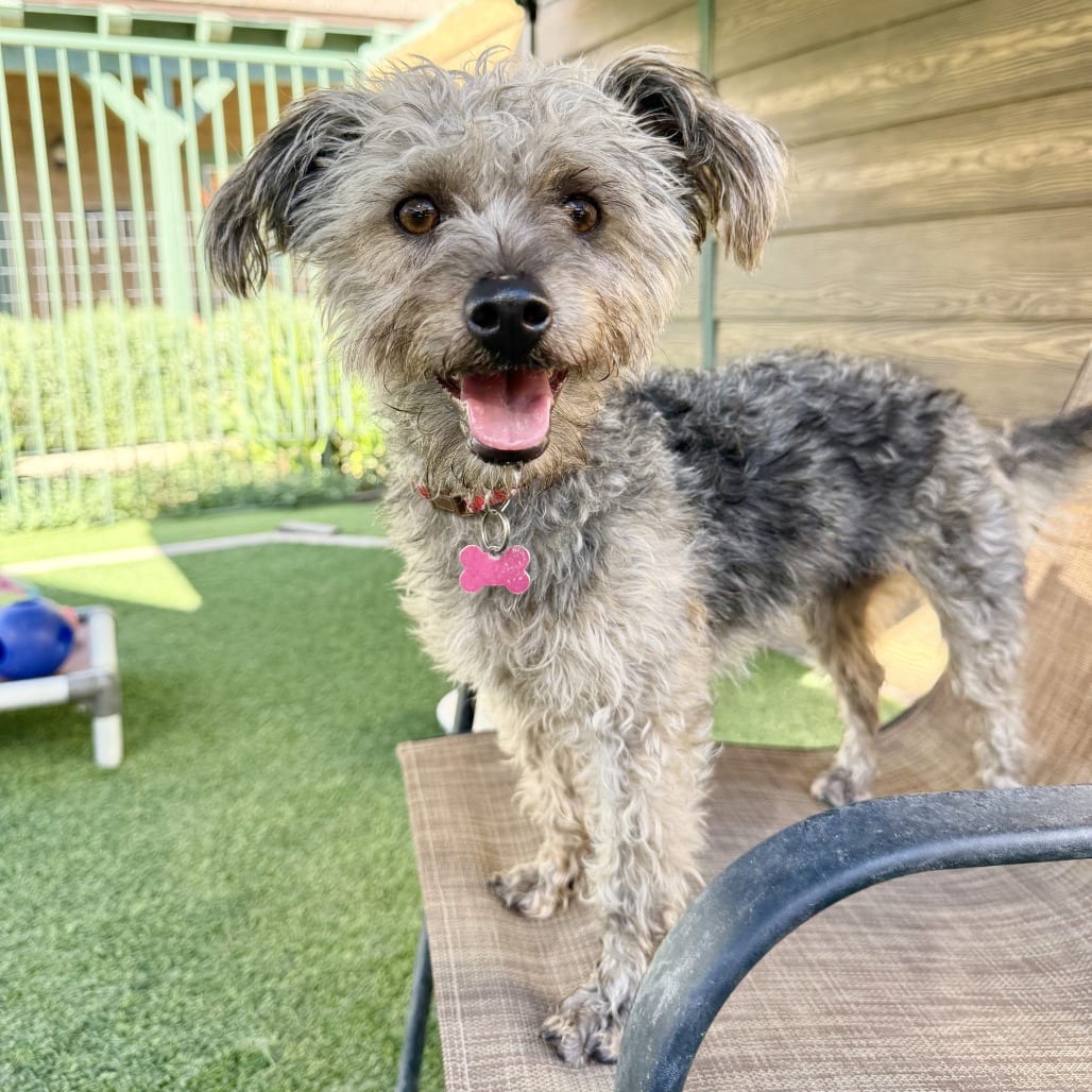 Photo of Noodle, adoptable Terrier / Poodle in Agoura Hills, California