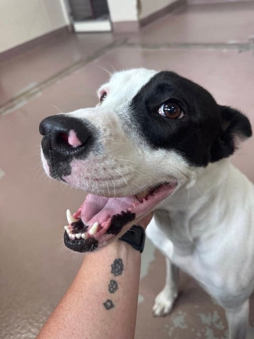 Photo of Shane Mark, adoptable Boxer in The Woodlands, Texas