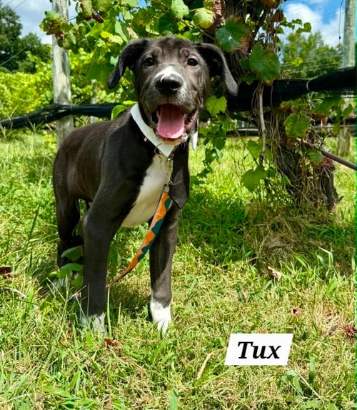 Photo of Tux, adoptable Labrador Retriever in Chester, Virginia