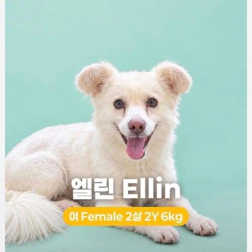Photo of Ellin, adoptable Jindo (Korean) in Agoura Hills, California