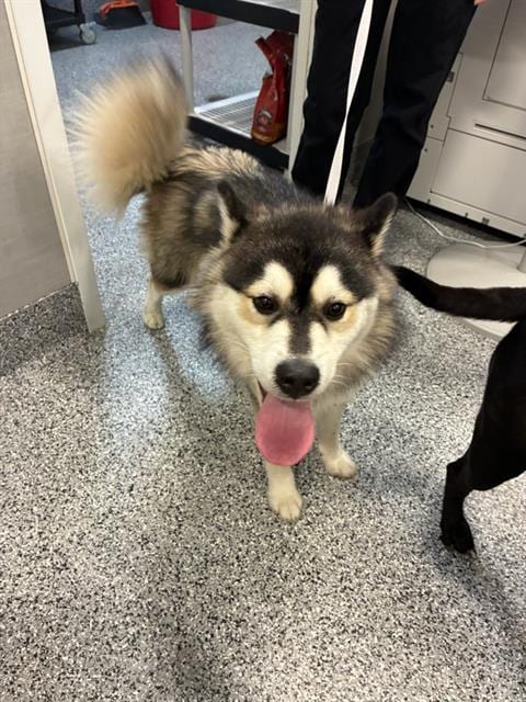 Photo of Moon, adoptable Husky in Palmetto, Florida