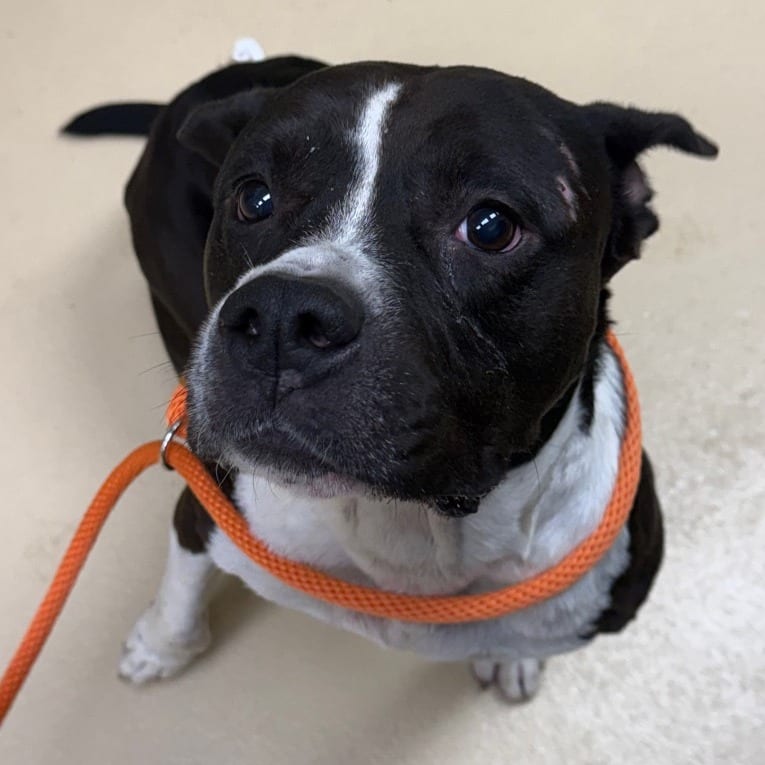 Photo of Ponyo, adoptable Mixed Breed (Medium) in Winston-Salem, North Carolina