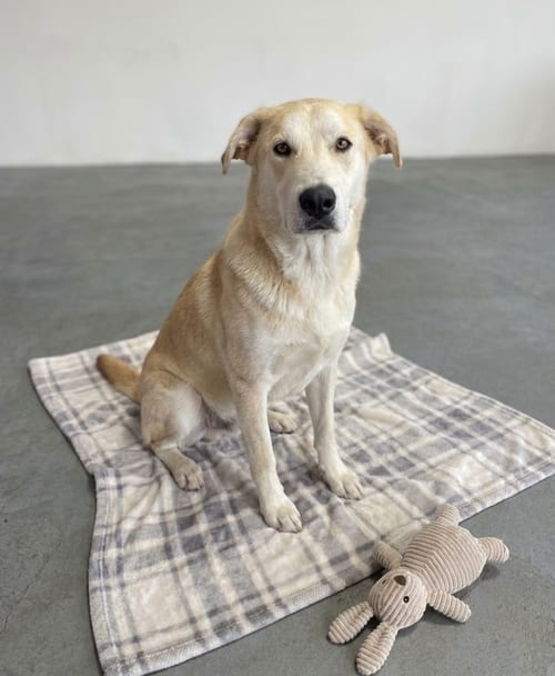 Photo of Abby, adoptable Labrador Retriever in Genesee, Wisconsin