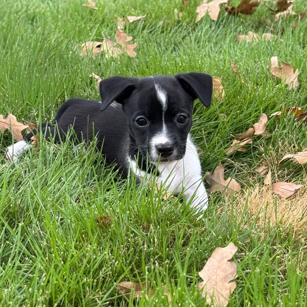 Photo of Quartz, adoptable Chihuahua / Mixed Breed (Small) in Central Texas, Texas