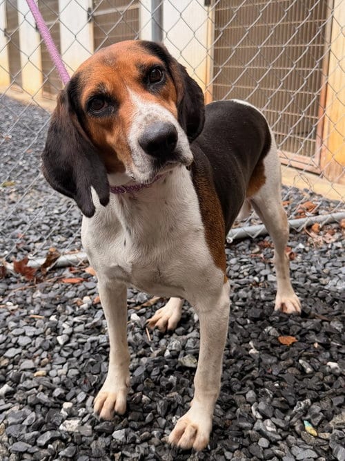 Photo of Miley, adoptable Hound in Lovingston, Virginia