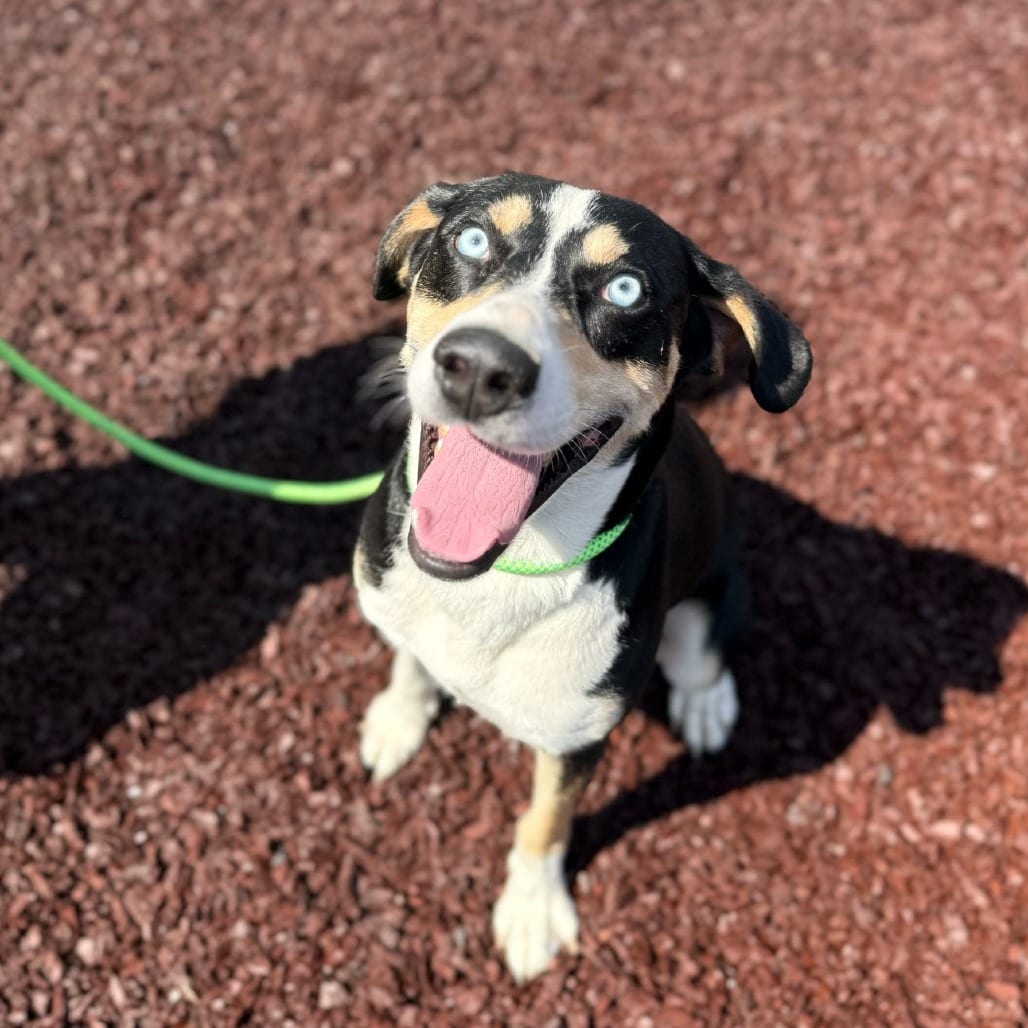 Photo of Ice Cube🐾, adoptable Mixed Breed (Large) in Spartanburg, South Carolina