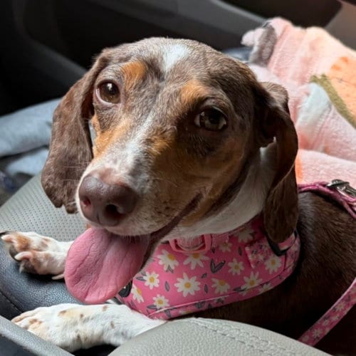 Photo of Frankenfurter, adoptable Dachshund in Normal, Illinois