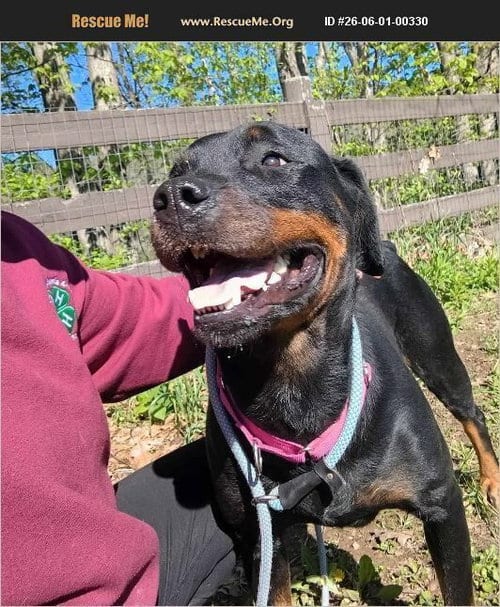 Photo of Bella, adoptable Rottweiler in Benton, Pennsylvania