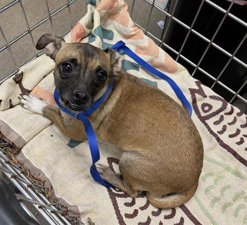 Photo of Penny, adoptable Chihuahua in HESPERIA, California