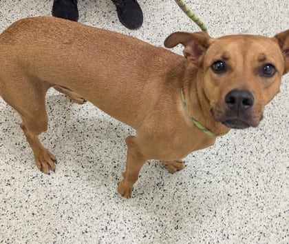 Photo of Charlie, adoptable dog in Atlanta, Georgia